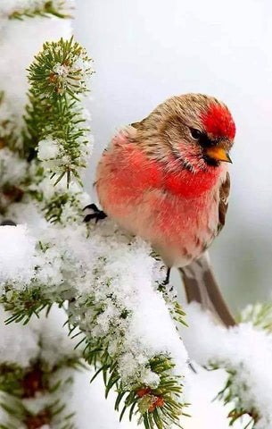 common redpoll