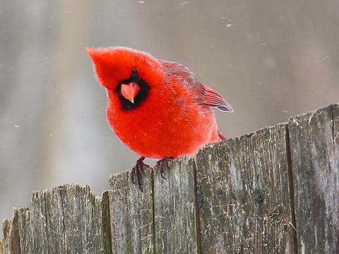 Northern Cardinal