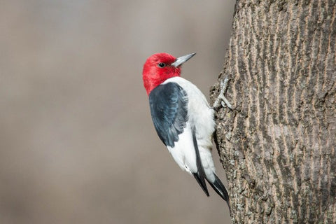 Red-headed Woodpecker