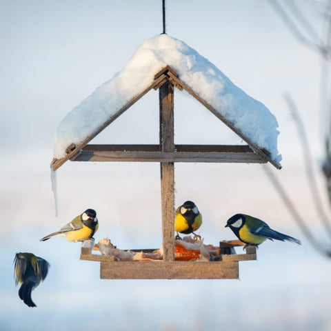 smart bird feeder