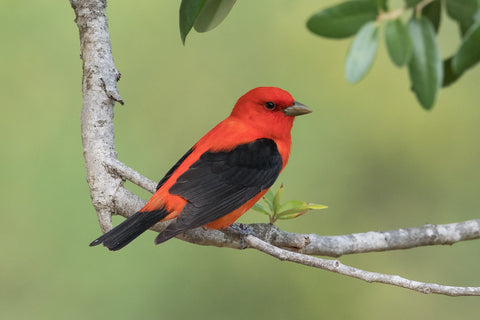 Scarlet Tanager