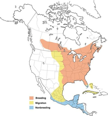 Ruby-throated Hummingbird 