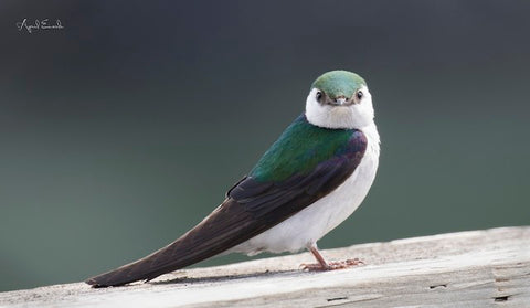 Violet-green Swallow