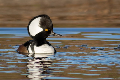 Hooded Merganser