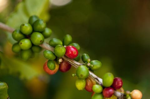 Coffee Caturra