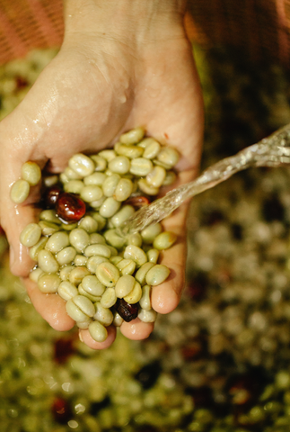 Coffee Green Beans