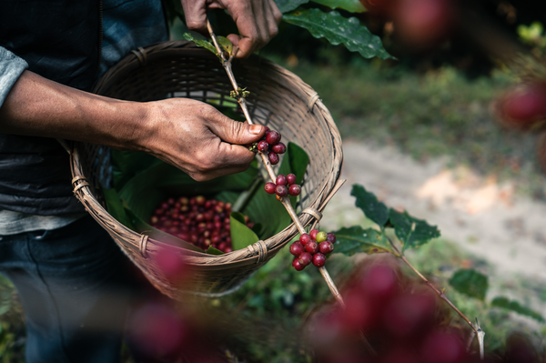 Coffee farmer hand picking coffee berries.