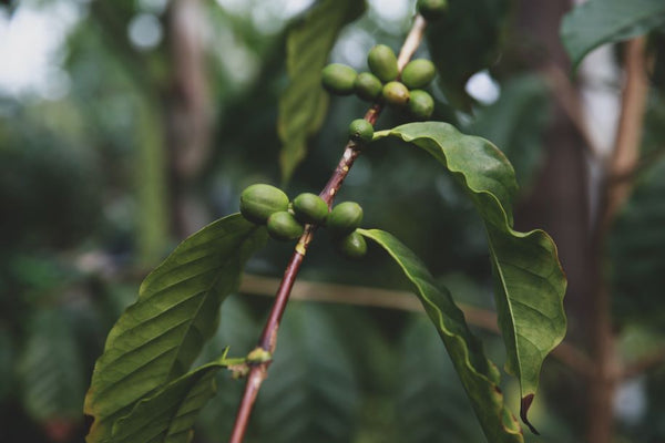 green coffee cherries