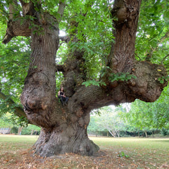 old beautiful huge tree