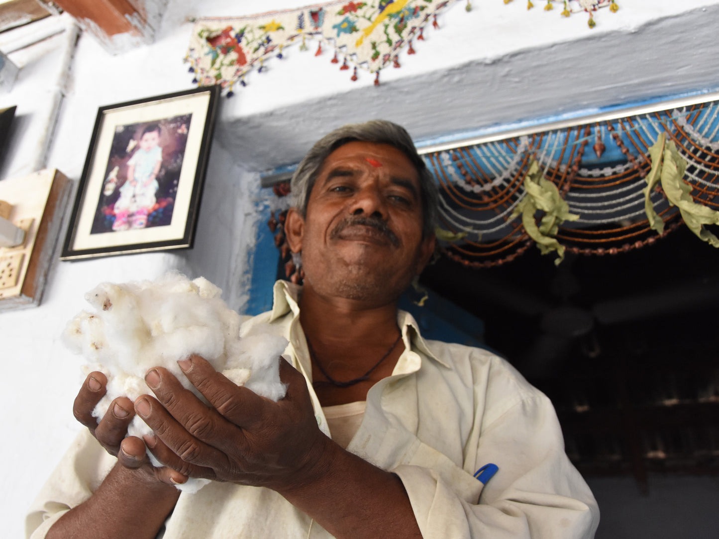 Raw cotton ball in hand