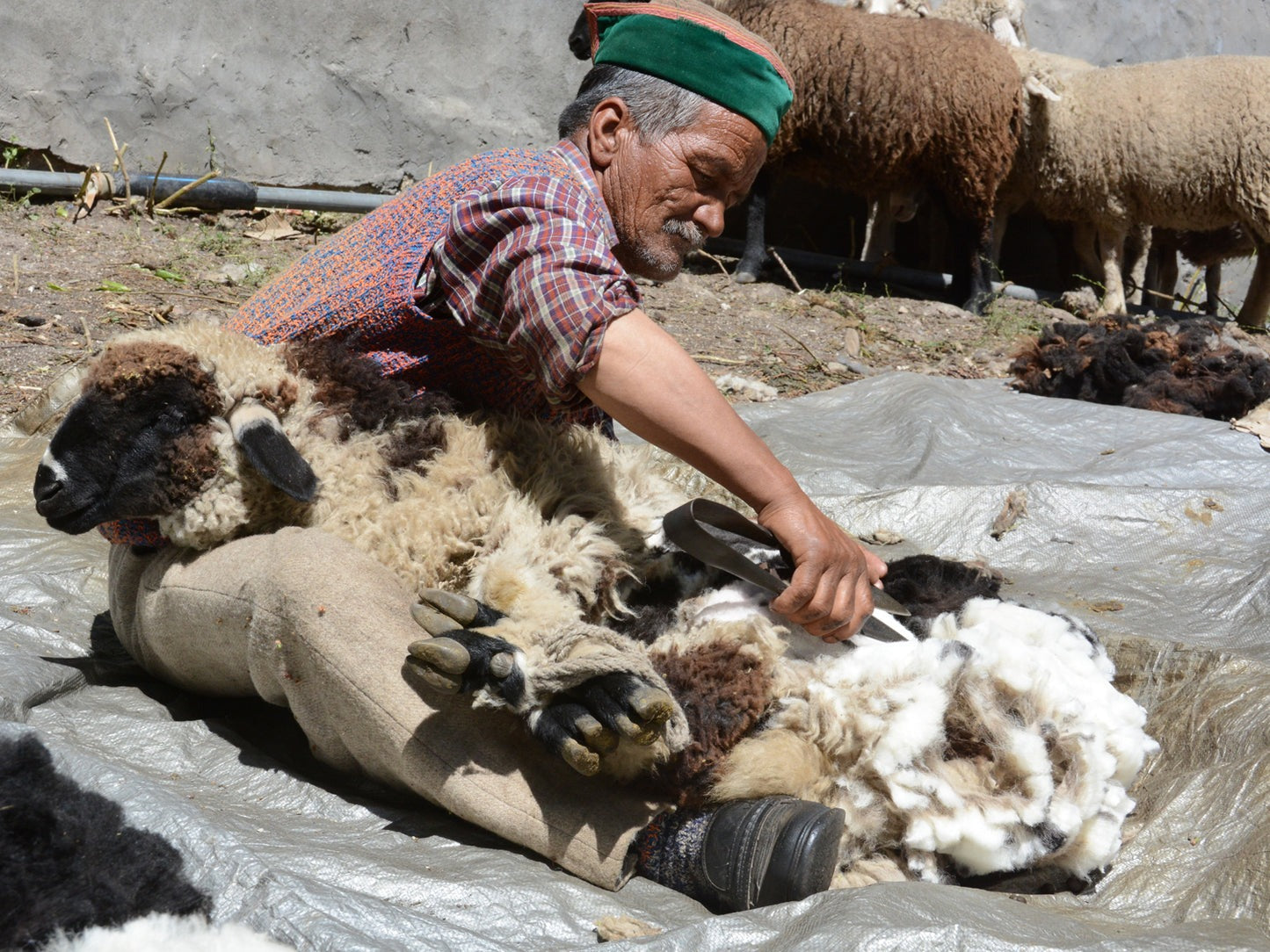 Sheep being shorn