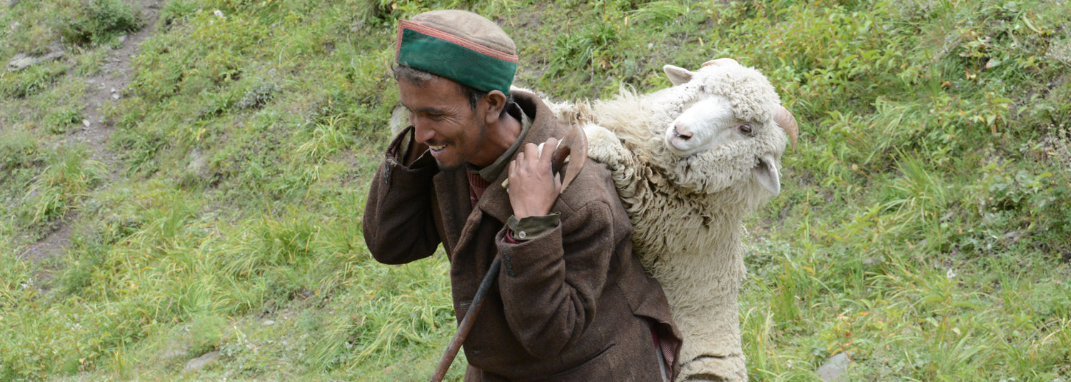 Sheep carried on shepherd's back