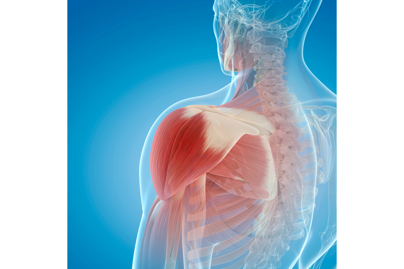 A graphic that depicts which muscles “turn off” when sitting (or something similar)