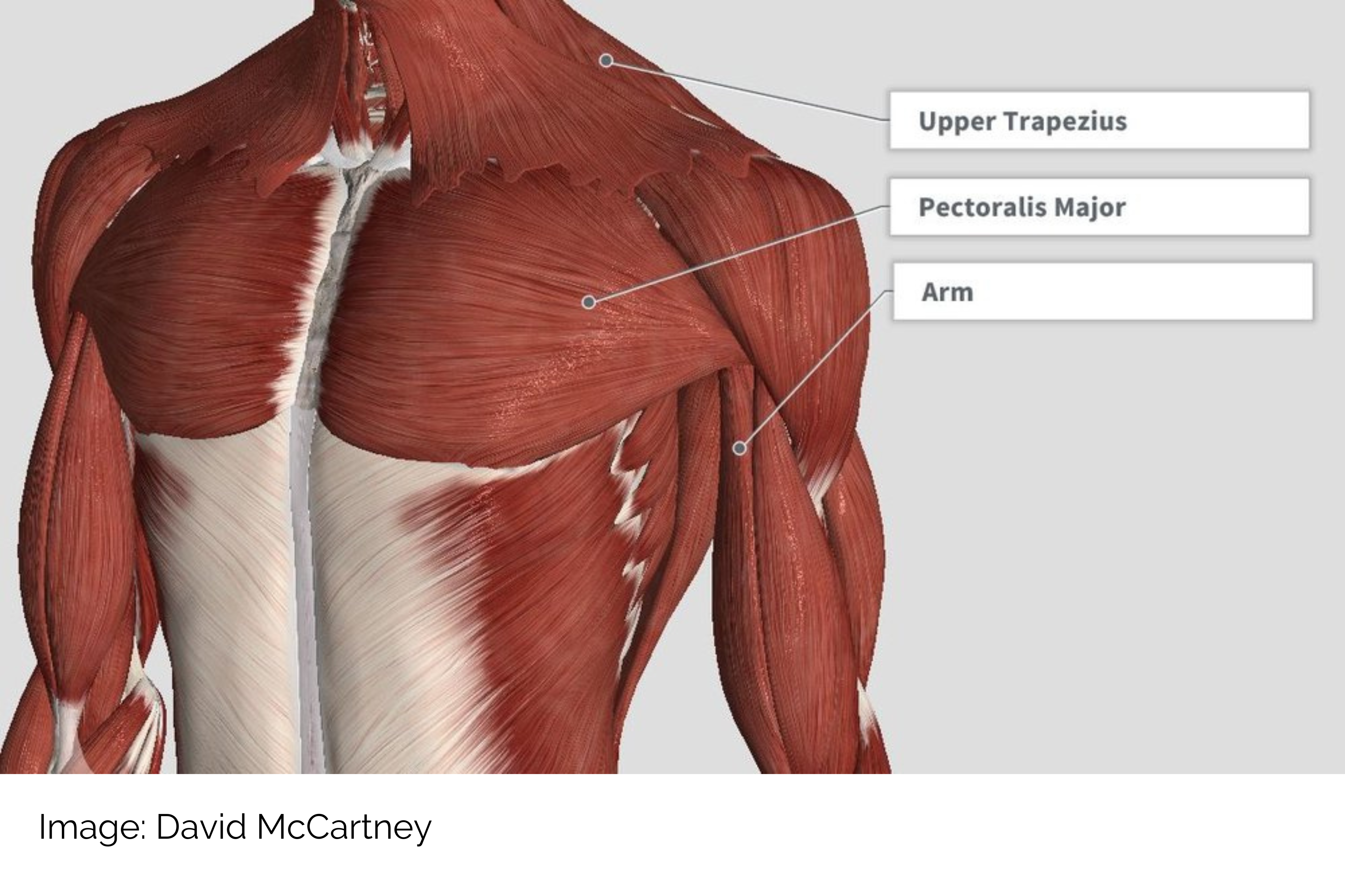 A graphic that depicts how the back and neck muscles connect to the chest muscles