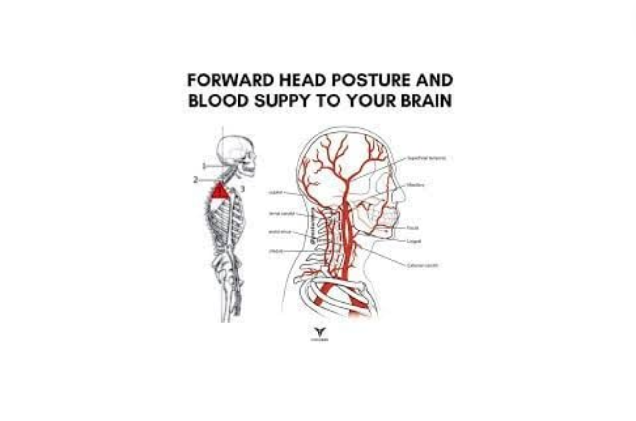 An image that depicts the correlation between posture and blood flow to the brain,