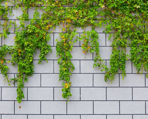 mur végétal extérieur