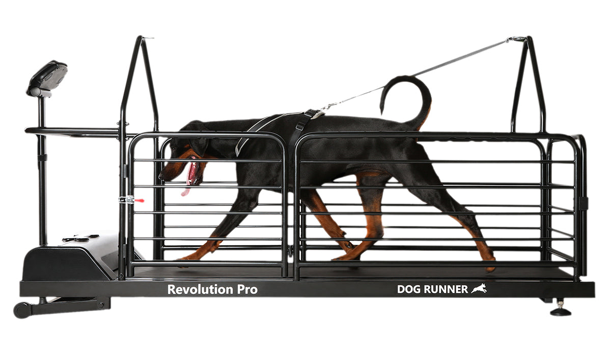 Dog Runner Revolution Pro_1200x700.jpg__PID:e92ed898-4708-48a2-9102-794da085cff0