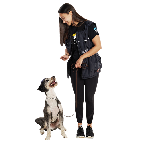 Katie-training-dog-eye-contact-lesson-in-dog-school.png__PID:edad35b1-6c0a-41d4-9d09-d8717412e52c