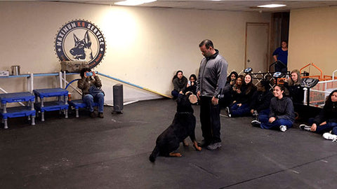 Maximum Canine dog obedience training demonstration