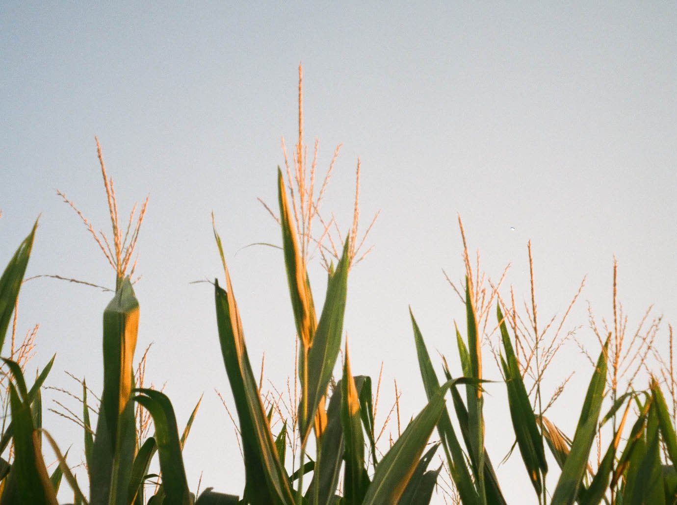 Smells like grapefruit, powered by corn