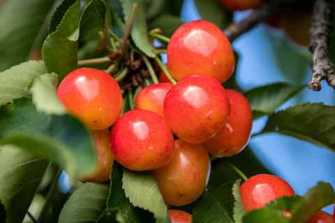 fresh cherries, Sunrise Fresh