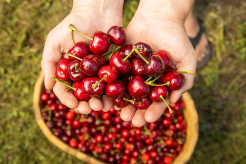 Cherries being held above a basket of fresh cherries