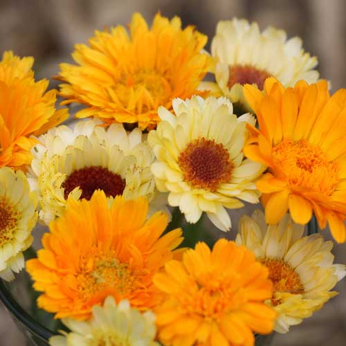 Orange Zinger Organic Calendula Flowers