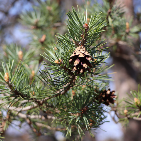 5 Reasons to Stop Using Moth Balls – Cedar Sense Wooden Products