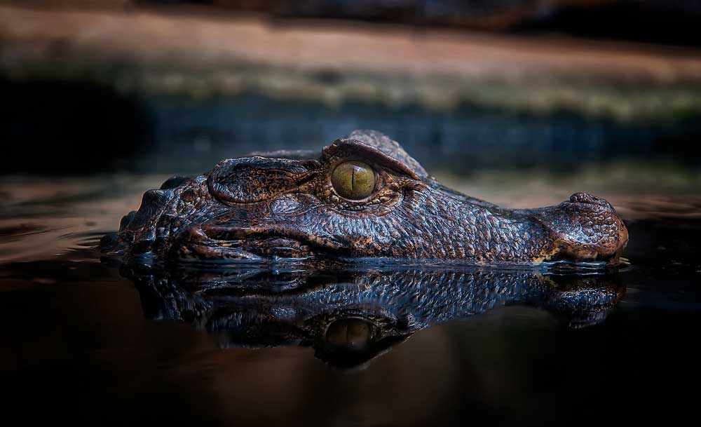 Spotting Everglades Alligators