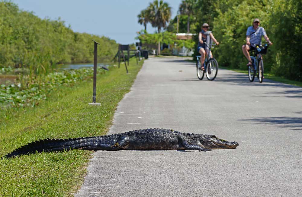 Tourists bike past an American alligator lying on the bike path in Shark Valley in Everglades National Park