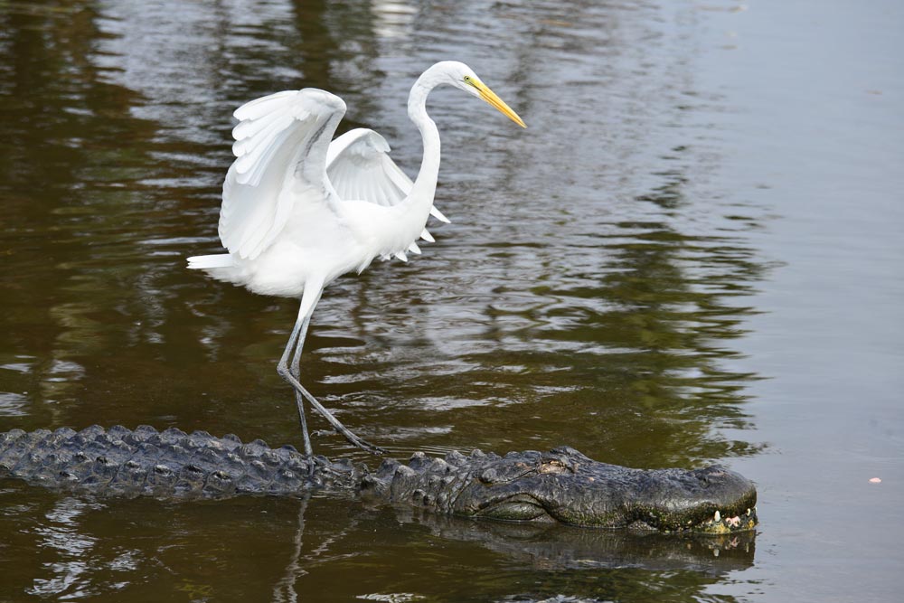 Everglades National Park