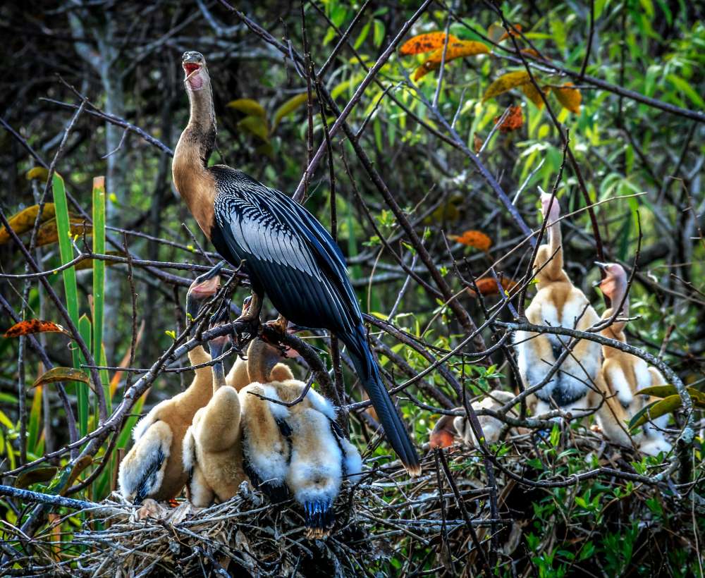 Everglades National Park