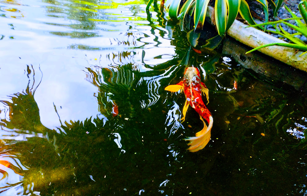 The garden provides a refuge for a diverse range of wildlife