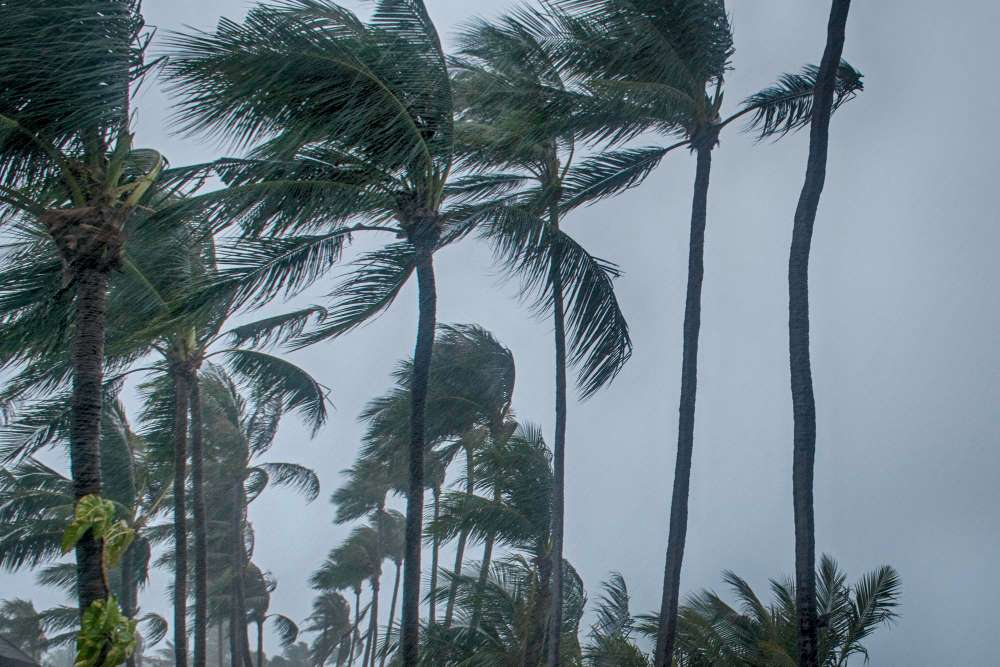 View from below of palm trees swaying in the intense gusts of a Florida storm.