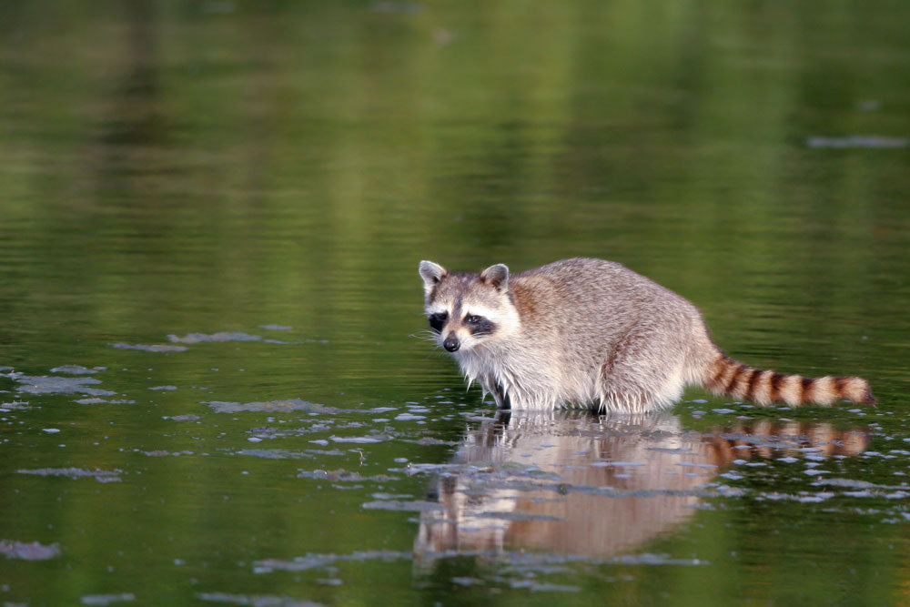 Baby Raccoon wades in swamp water in Everglades