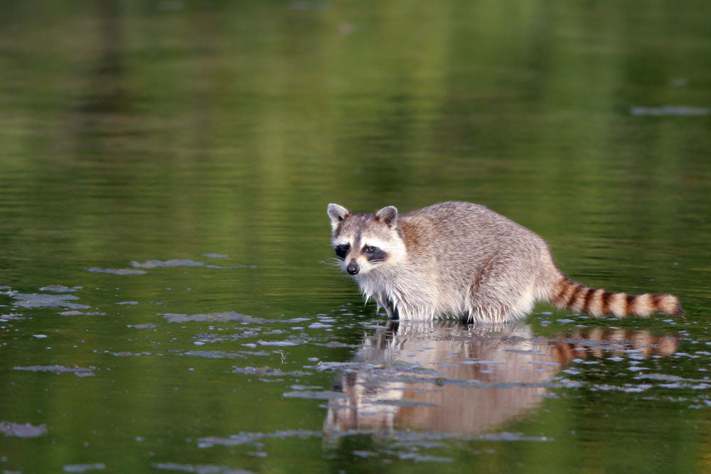 Baby raccoon wades in swamp water in Everglades