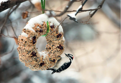 birdseed ring