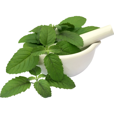 Lemon Balm