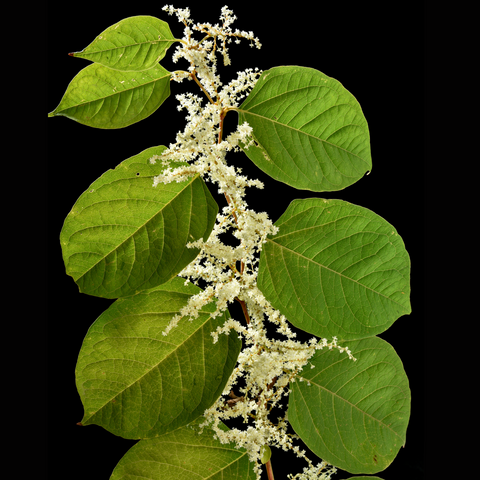 Japanese Knotweed