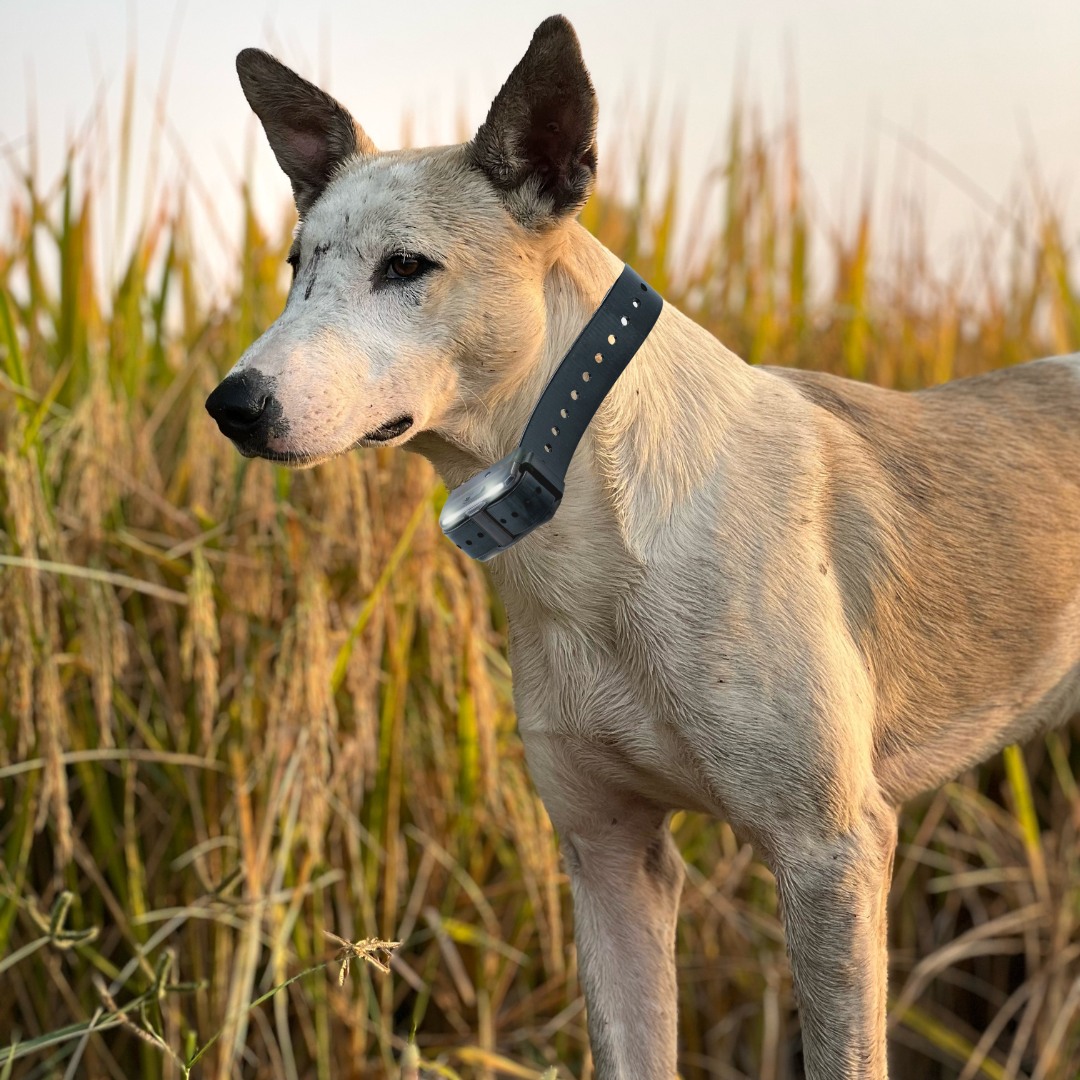 Are Shock Collars Bad For Training Dogs