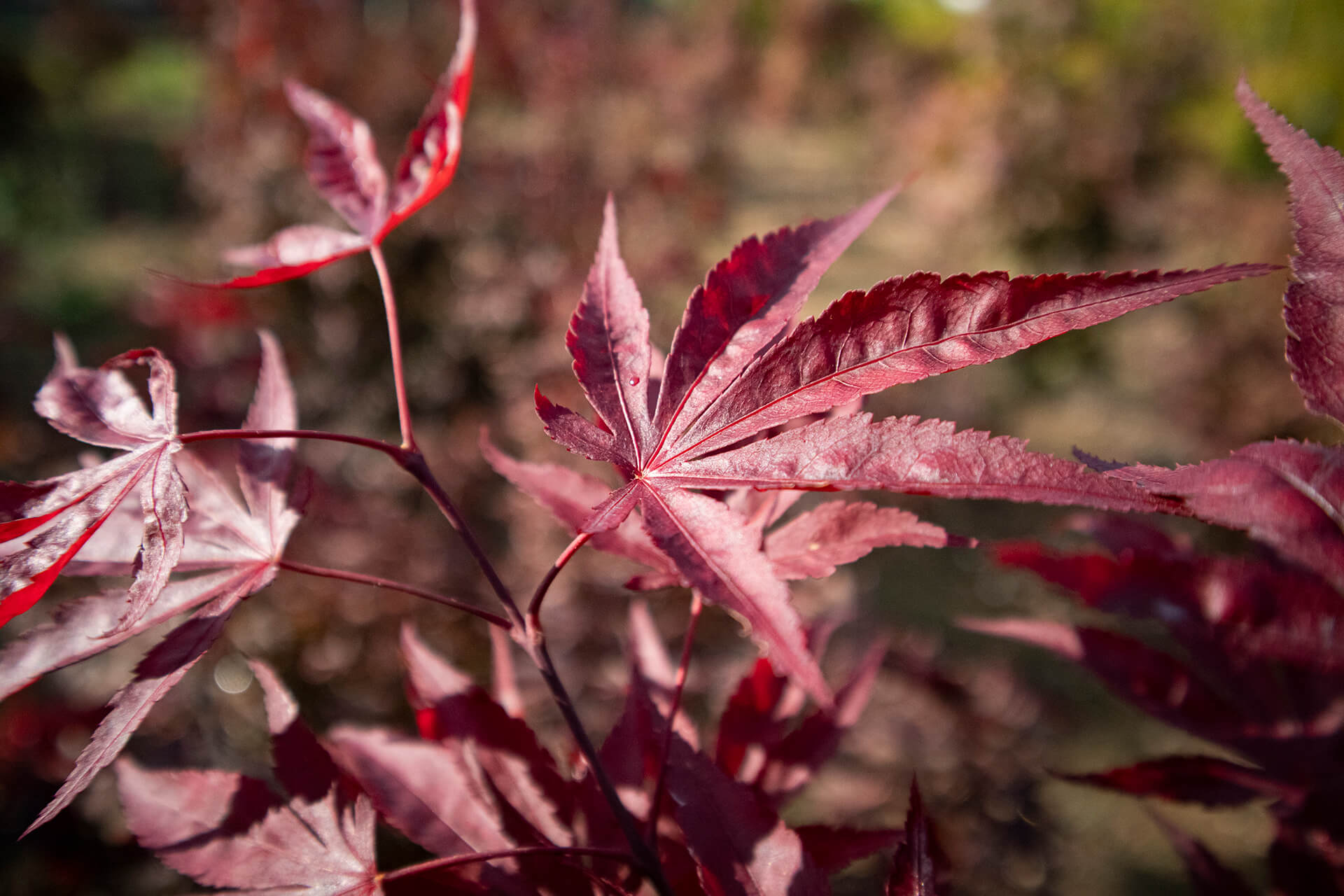 Acer Palmatum