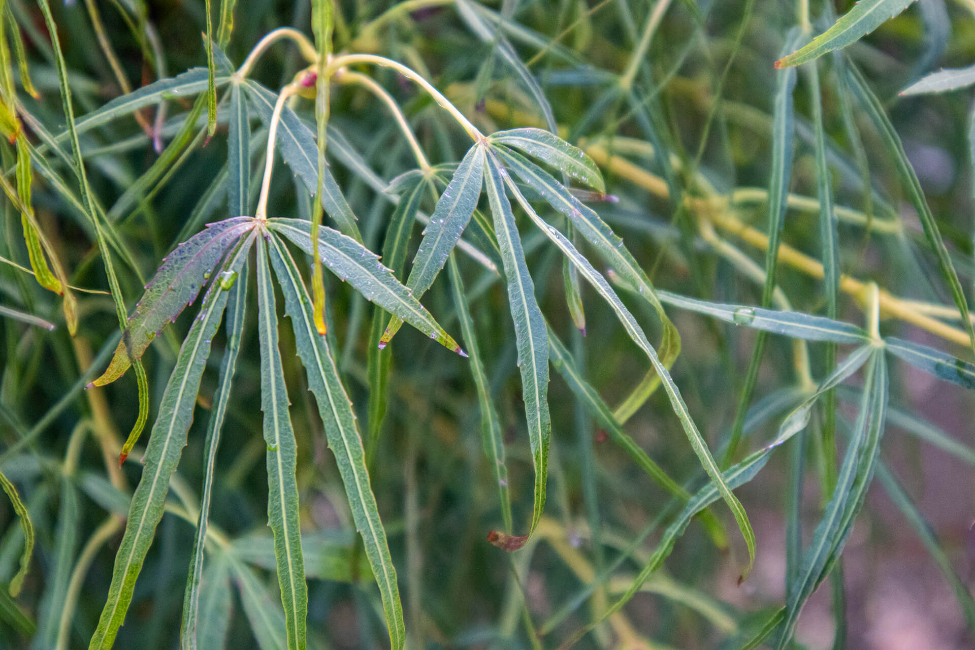 Acero: come piantare e curare il meraviglioso albero simbolo dell'autunno -  greenMe