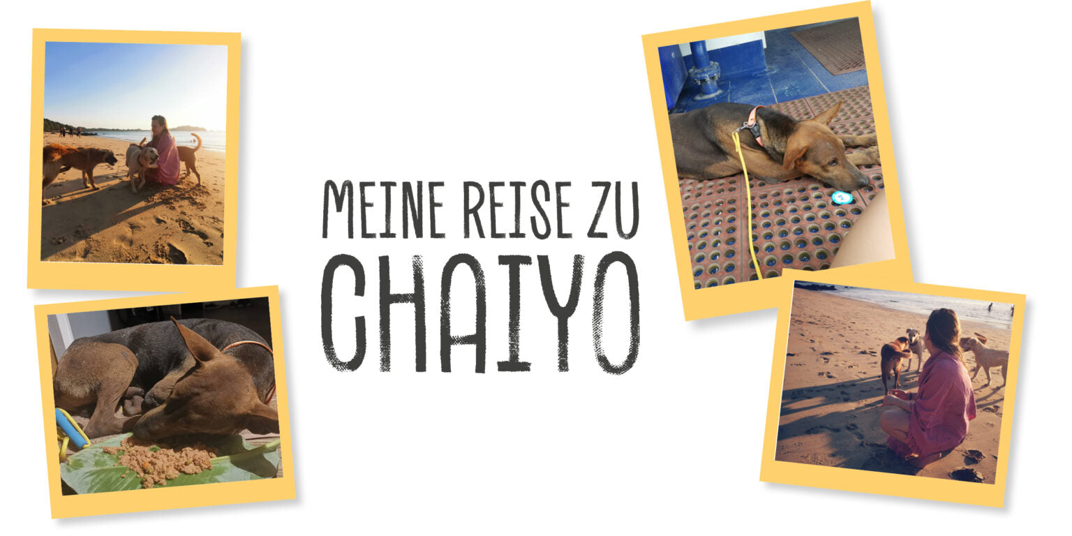 Grafik meine Reise zu Chaiyo