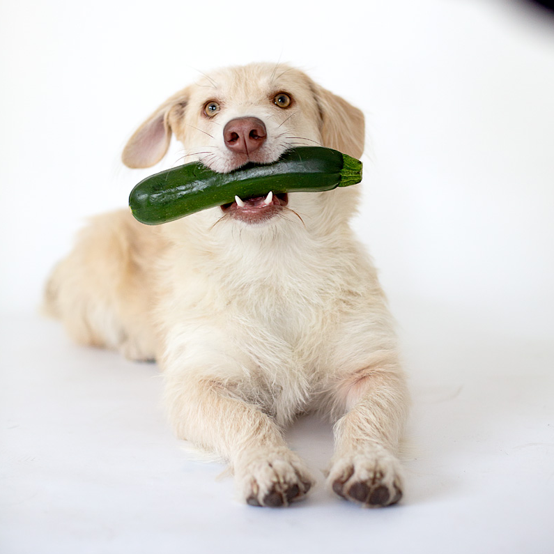 Hund mit einem Zucchini im Mund.