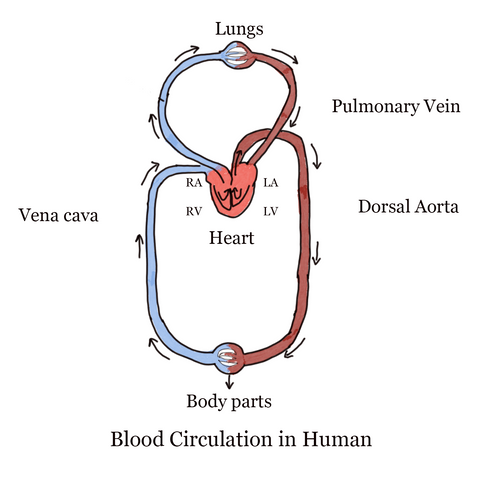 picture of the human circulation system