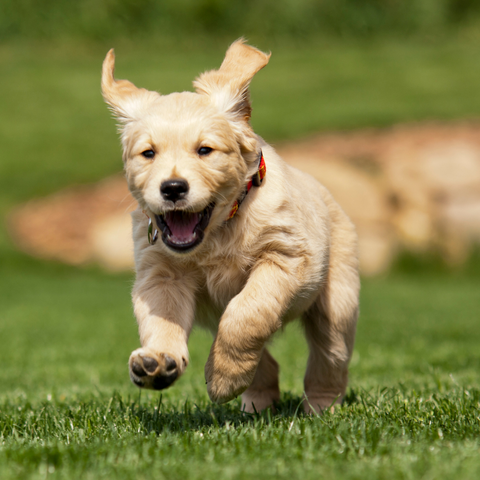 richtige Ernährung Welpe und Hund