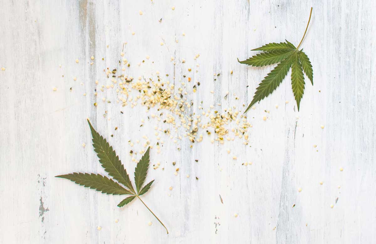 Cannabis and hemp fan leaves and seeds 