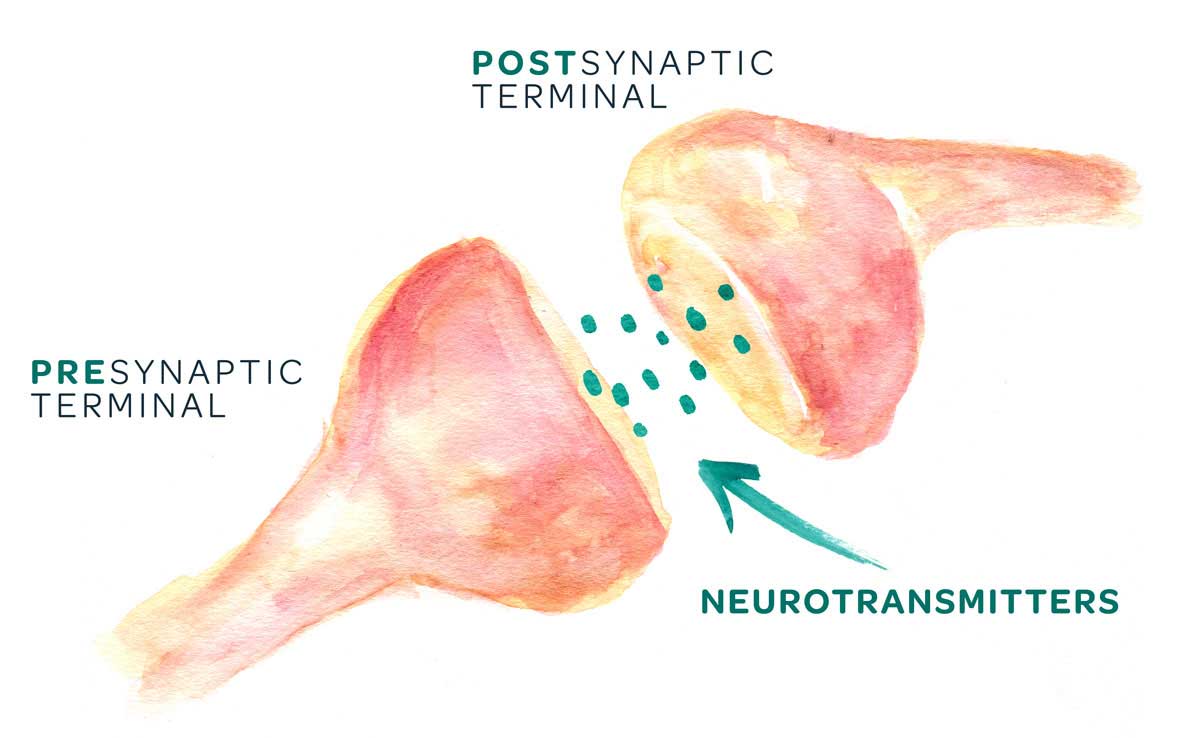 Diagram for visualizing how the endocannabinoid system works; of neurotransmitters crossing from the presynaptic terminal of one cell to the post-synaptic terminal of another cell