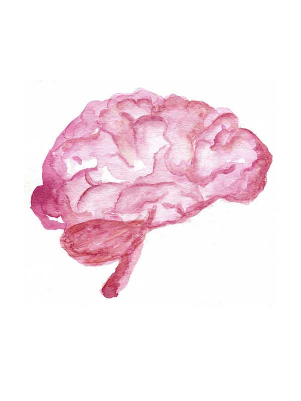 Watercolor illustration of a brain