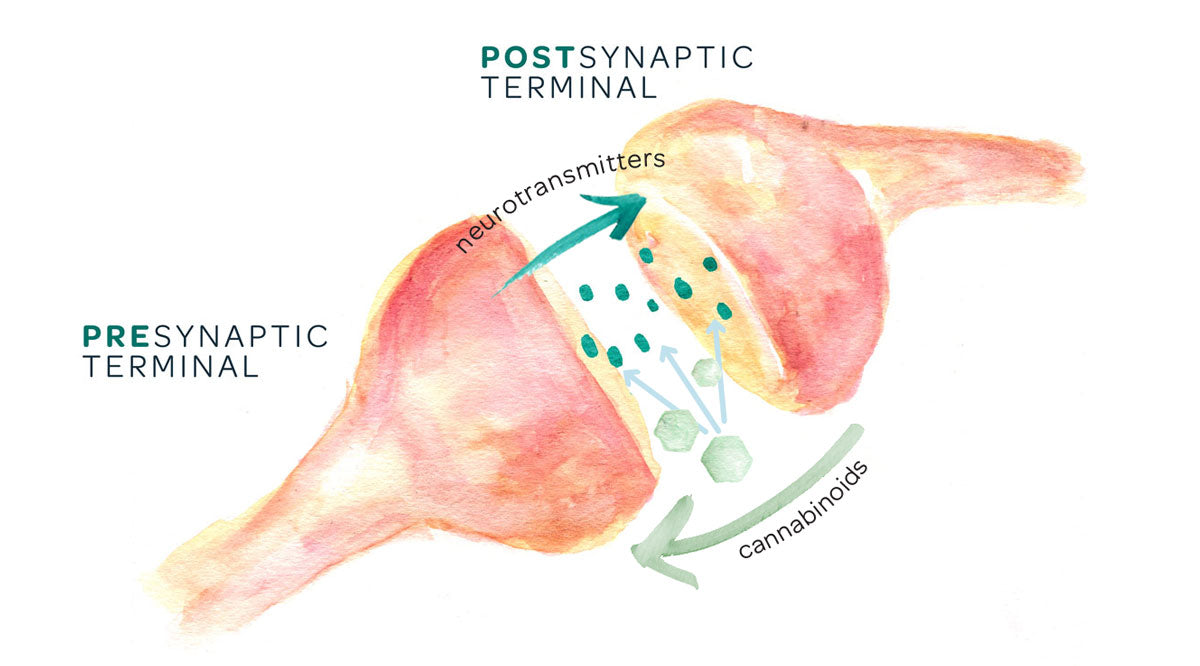 Illustration of how cannabinoids facilitate communication between cells 